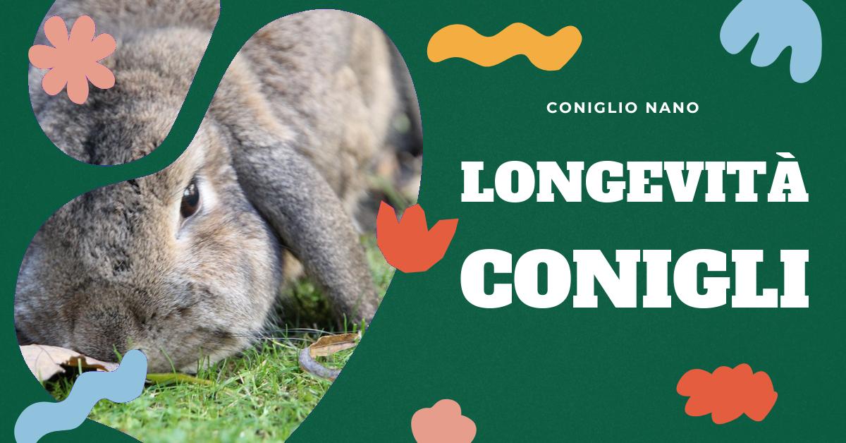 Scopri quanto vivono i conigli nani e come prendersi cura di loro per garantire una vita lunga e sana. Trova informazioni su come creare un ambiente sereno, la corretta alimentazione e le specifiche esigenze nutrizionali dei conigli nani. Ideale per gli amanti dei conigli domestici.