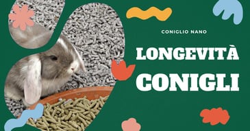 longevita-coniglio-domestico