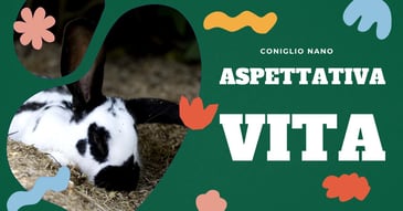 aspettativa-di-vita-coniglio