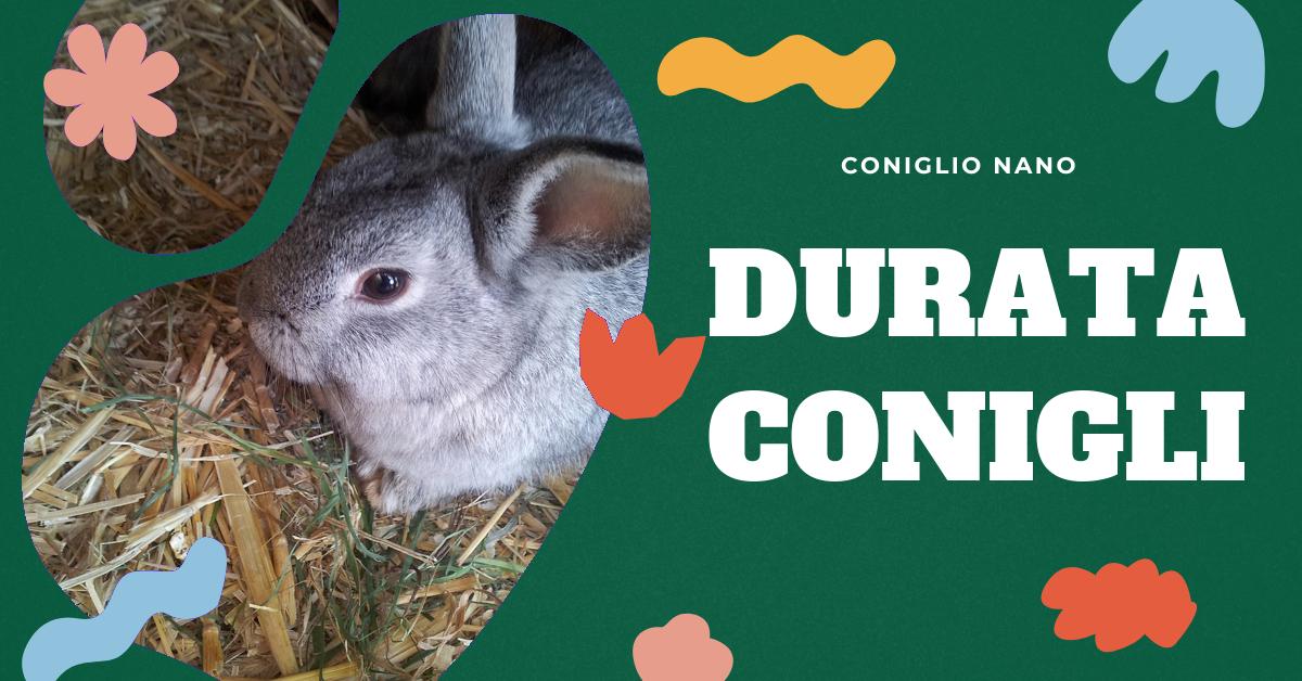 Scopri quanto vive un coniglio e come la cura e l