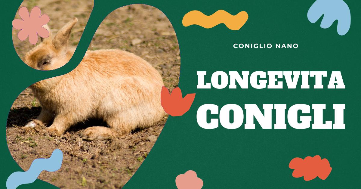 Scopri quanto vive un coniglio nano, la sua vita media e stile di vita. Ottieni informazioni su vaccinazioni e sterilizzazione, e ricevi consigli utili per la cura e la salute del tuo piccolo amico. Ideale per gli amanti dei conigli domestici che cercano di pianificare una cura a lungo termine.