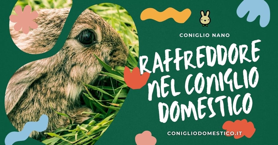 raffreddore-nel-coniglio-domestico
