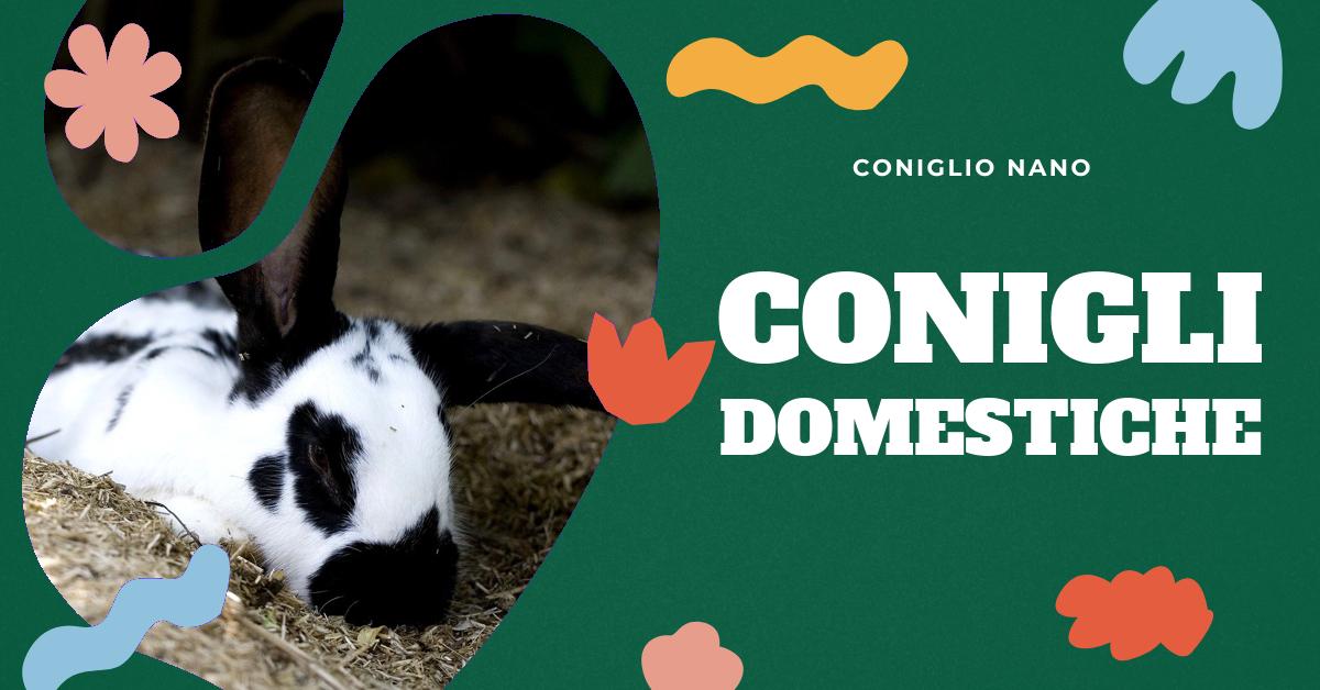 Scopri le diverse razze di conigli, le loro caratteristiche uniche e come scegliere quella più adatta a te. Trova consigli utili per l
