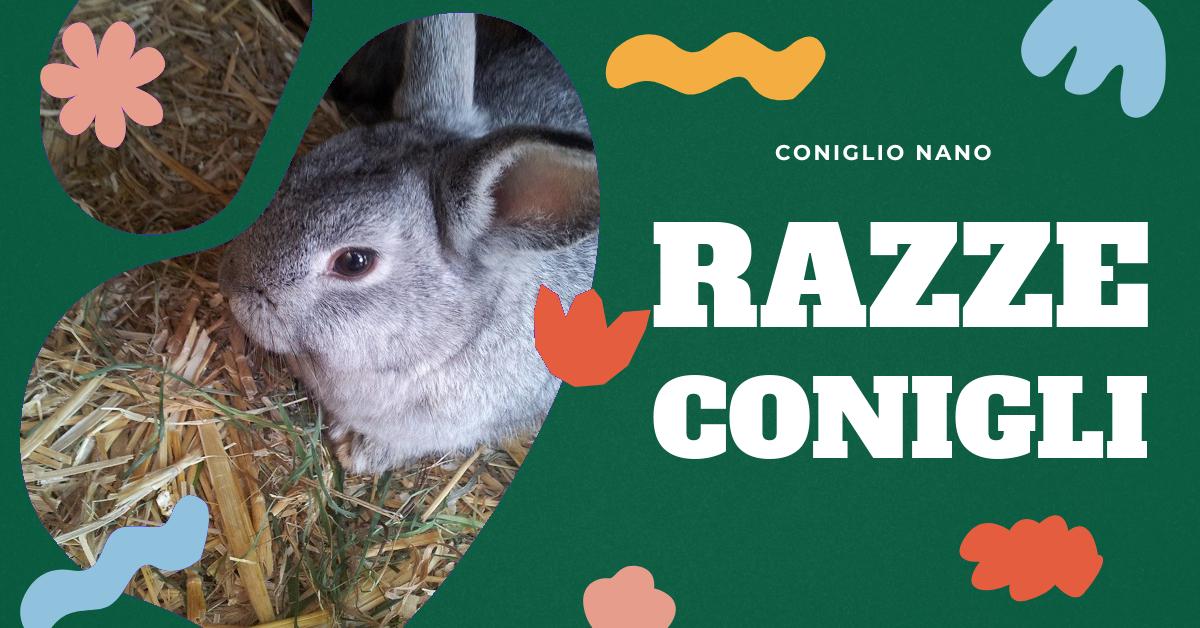 Scopri le diverse razze di conigli, le loro caratteristiche distintive e come scegliere quella più adatta alle tue esigenze. Trova consigli utili per l