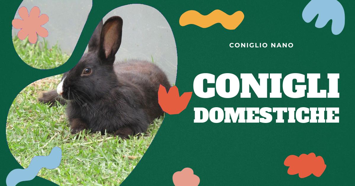 Scopri le diverse razze di conigli, le loro caratteristiche uniche, come scegliere la razza più adatta alle tue esigenze e consigli per l