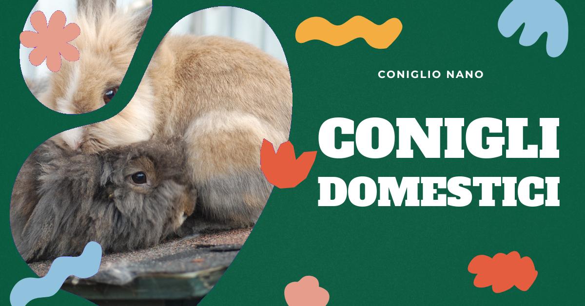 Scopri le diverse razze di coniglio domestico, le loro caratteristiche uniche e come scegliere quella più adatta a te. Trova consigli utili per l