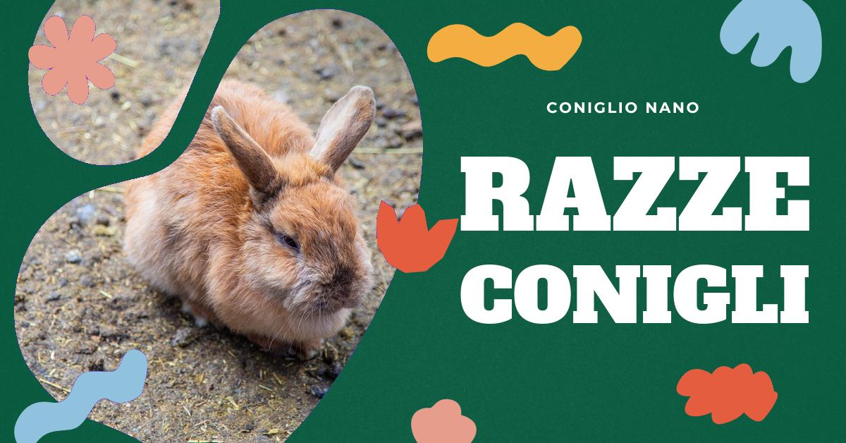 Scopri le diverse razze di conigli, le loro caratteristiche e peculiarità. Trova la razza più adatta alle tue esigenze, impara a prenderti cura di loro e scopri le razze più rare e particolari. Informazioni utili per gli appassionati di conigli domestici.