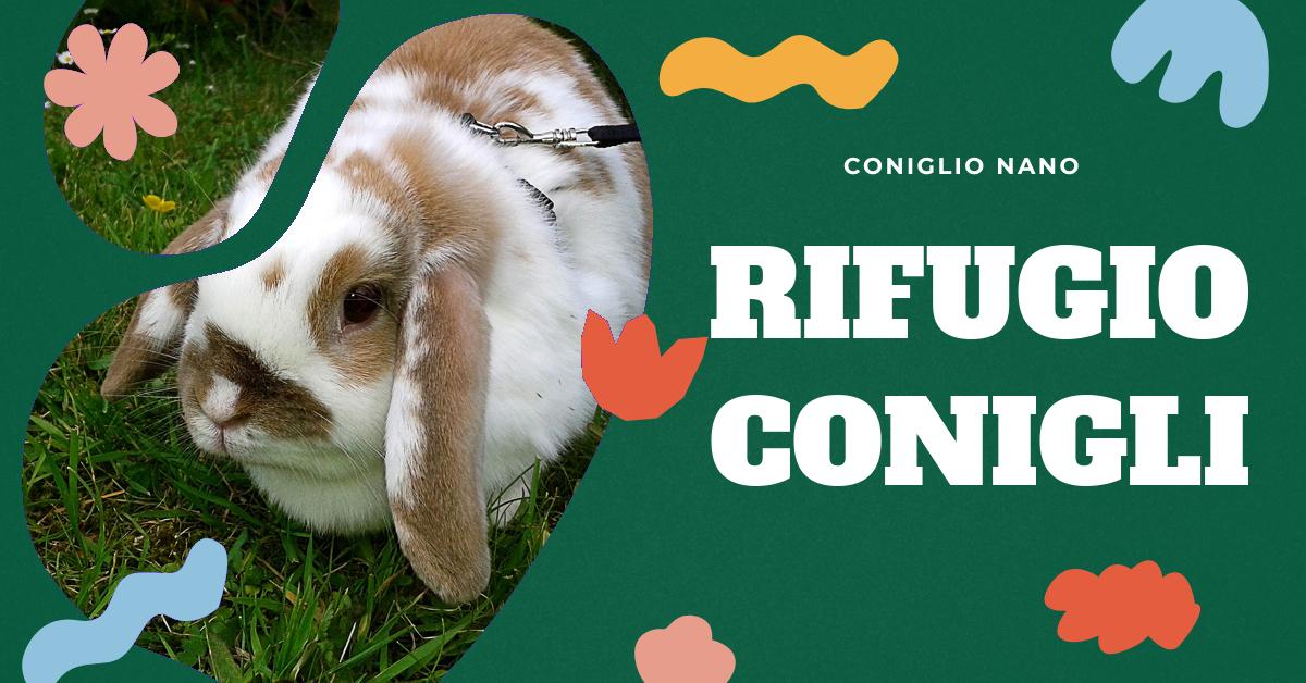 Scopri dove si trova il rifugio dei conigli, cosa portare durante la visita e come adottare un coniglio. Approfondisci le false credenze sui conigli e scopri cosa fare a Coldrerio con i bambini. Informazioni utili per gli amanti dei conigli domestici.