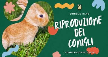 riproduzione-dei-conigli