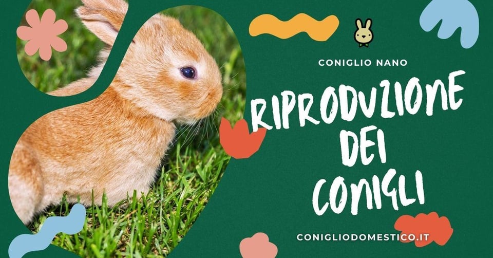 riproduzione-dei-conigli