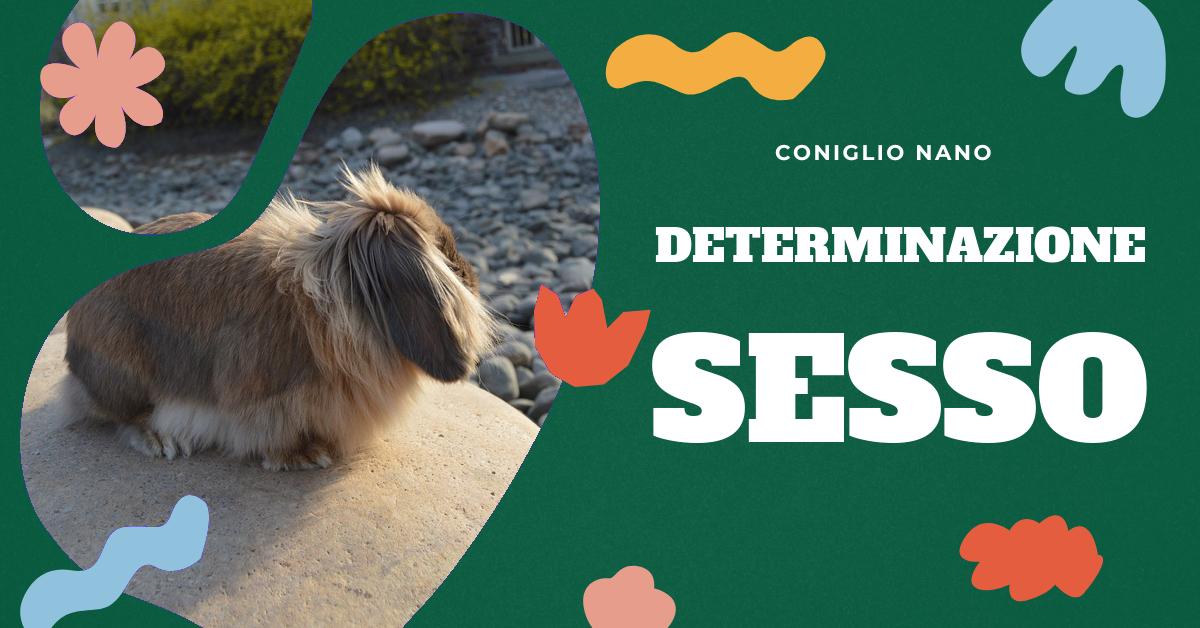 Scopri tutto sul sesso dei conigli: come distinguere maschi e femmine, curiosità sulla loro riproduzione e perché i loro rapporti sono brevi ma intensi. Informazioni utili per appassionati di conigli domestici e allevatori.