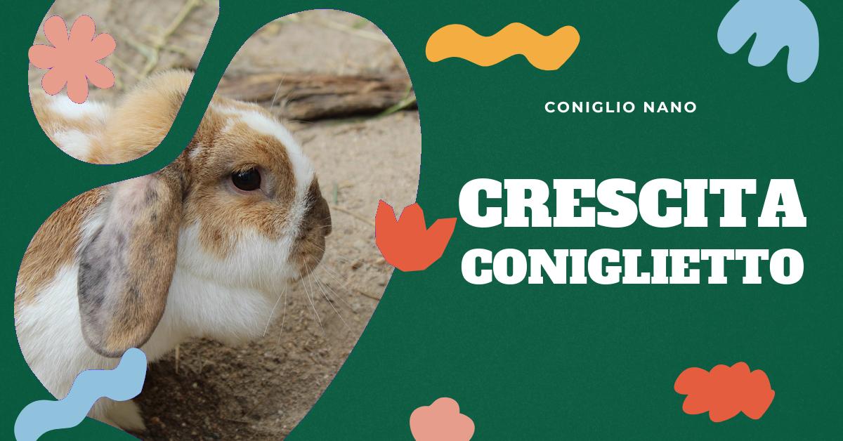 Scopri quando un coniglio nano diventa adulto e come cambiano le sue esigenze di cura. Trova informazioni su come calcolare l