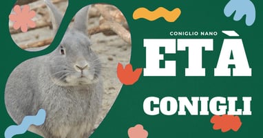 eta-coniglio-domestico
