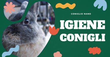 come-lavare-il-coniglio
