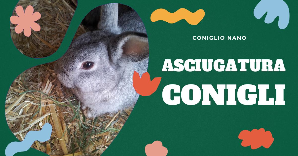 Scopri come asciugare correttamente il tuo coniglio dopo il bagno o l