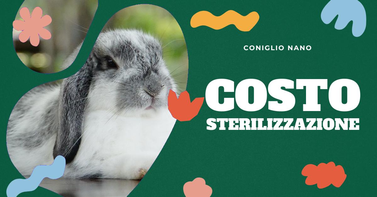 Scopri quanto costa sterilizzare un coniglio, come si svolge l