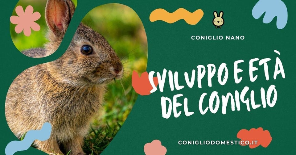 cover-sviluppo-e-eta-del-coniglio