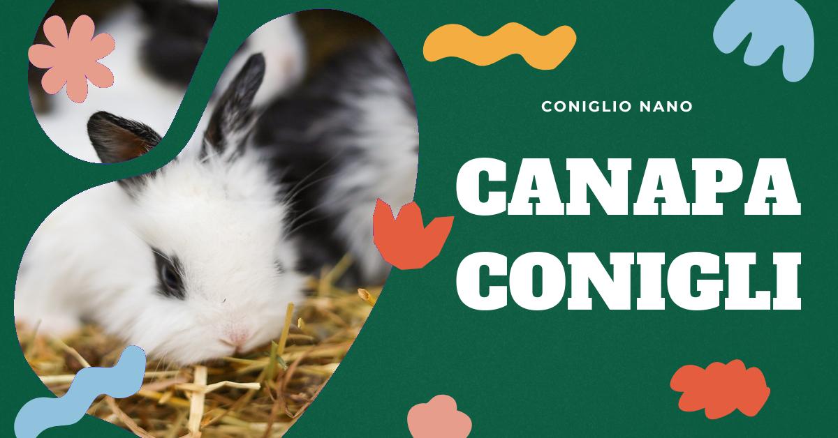 Scopri se il tuo coniglio può mangiare la canapa. Trova informazioni dettagliate sulla sicurezza e i benefici di alimentare i conigli con canapa. Leggi recensioni e commenti su tappeti igienici in canapa per roditori. Ottieni consigli su come diversificare la dieta del tuo coniglio in modo sicuro e naturale.