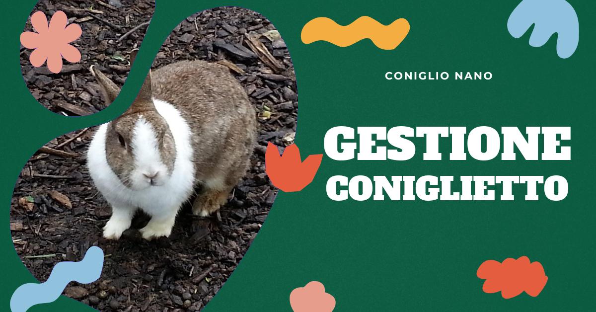Scopri le sfide nella gestione del coniglio nano: dalla comprensione dell