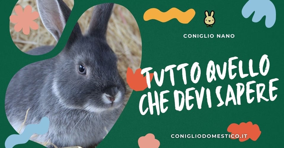 tutto-quello-che-bisogna-sapere-sui-conigli-da-casa