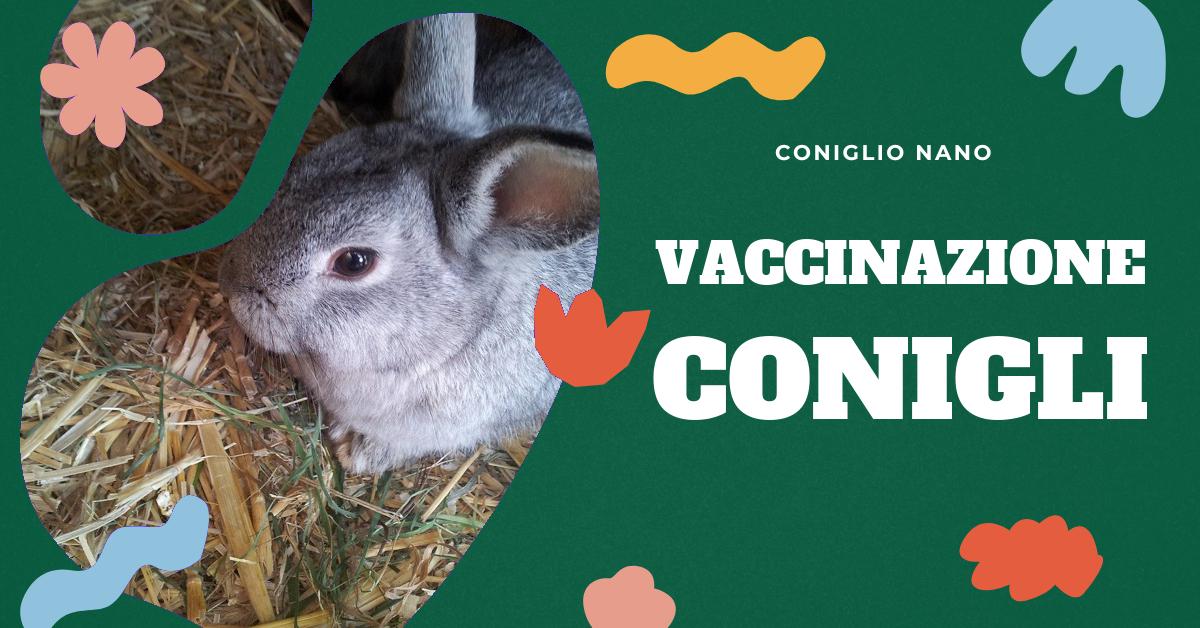 Scopri tutto ciò che devi sapere sui vaccini per conigli: le malattie contro cui proteggono, perché sono importanti, la loro sicurezza ed efficacia. Ottieni informazioni preziose per la salute del tuo coniglio domestico.