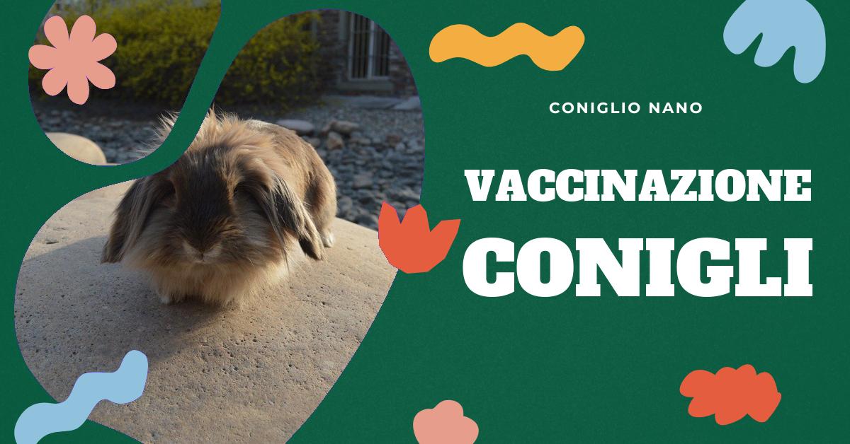 Scopri tutto ciò che devi sapere sui vaccini per conigli: le malattie contro cui proteggono, perché sono importanti, la loro sicurezza ed efficacia e come possono influenzare la vita del tuo amato coniglio domestico. Informazioni dettagliate e consigli utili per mantenere il tuo coniglio in salute.