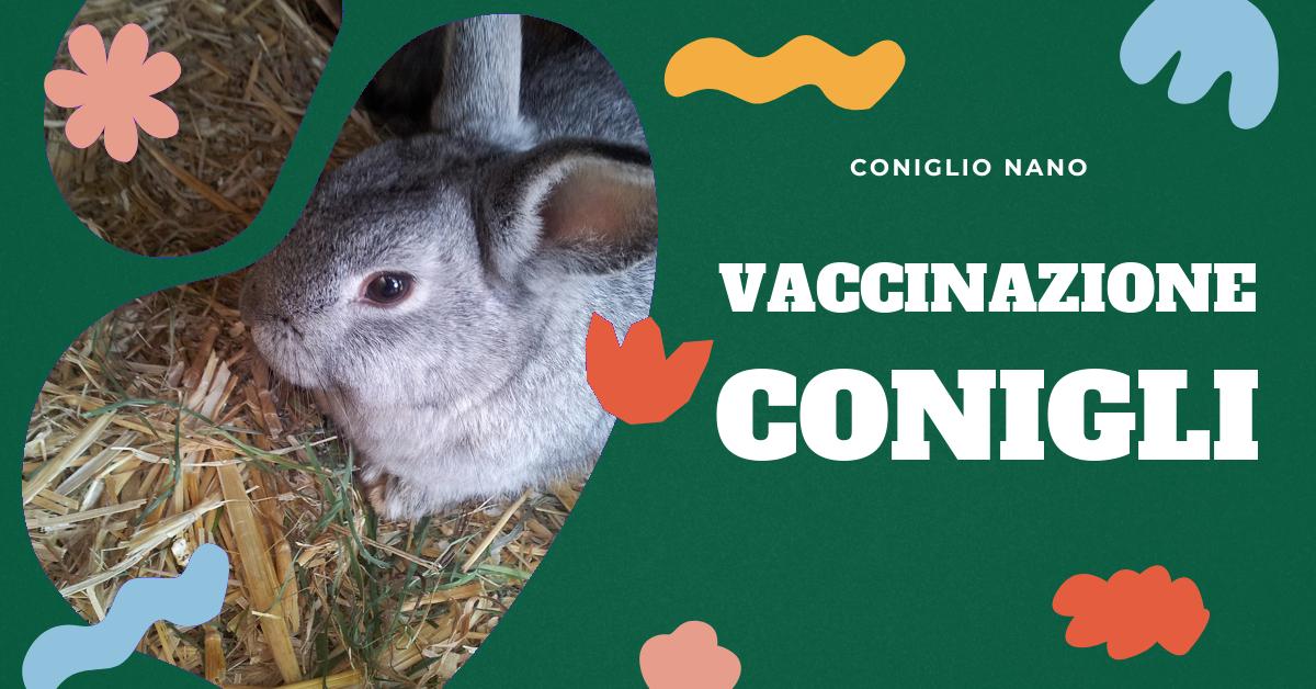 Scopri tutto ciò che devi sapere sulla vaccinazione dei conigli. Informazioni dettagliate su patologie, sicurezza, efficacia e cambiamenti per il tuo coniglio domestico. Ottieni consigli utili per mantenere il tuo amico peloso in salute.