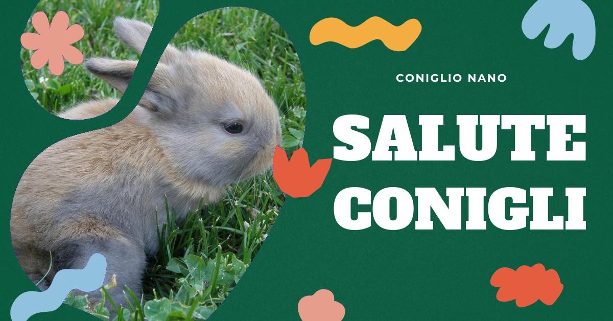Scopri tutto sui problemi di salute del coniglio nano. Informazioni su vaccini obbligatori, sintomi e prevenzione delle malattie virali, malattie comuni come coccidiosi e tularemia, disturbi cutanei e respiratori, e malattie trasmissibili all