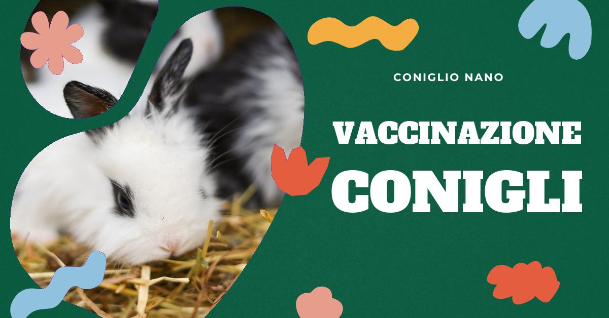 Scopri tutto ciò che devi sapere sui vaccini per conigli, quali sono obbligatori, come prevenire le malattie più comuni e come mantenere il tuo coniglio in salute. Trova anche informazioni su possibili trasmissioni di malattie all