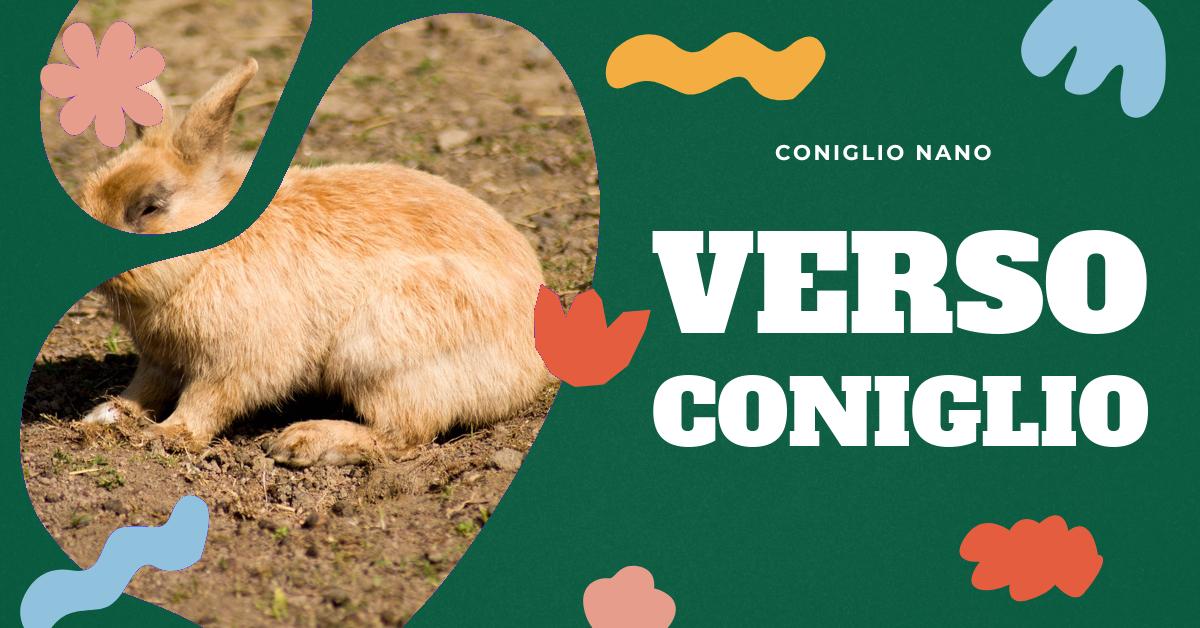Qual è Il Verso Del Coniglio