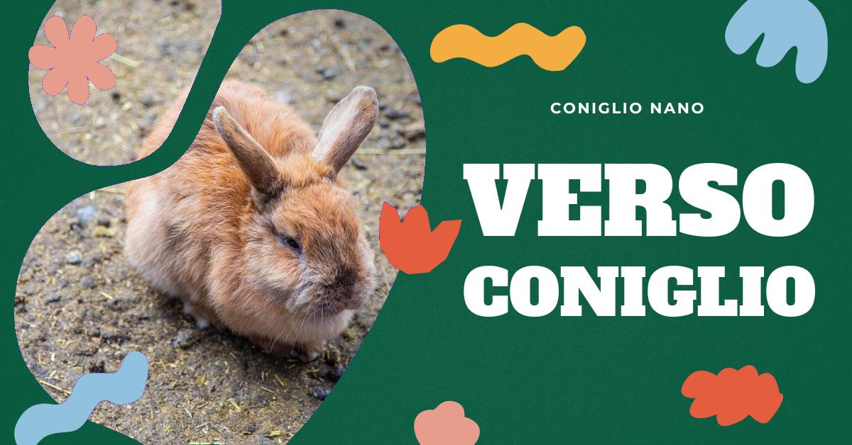 Scopri tutto sul verso del coniglio: le sue caratteristiche, come si chiama e curiosità interessanti. Un articolo pensato per gli appassionati di conigli domestici che vogliono saperne di più sul comportamento di questi adorabili animali.