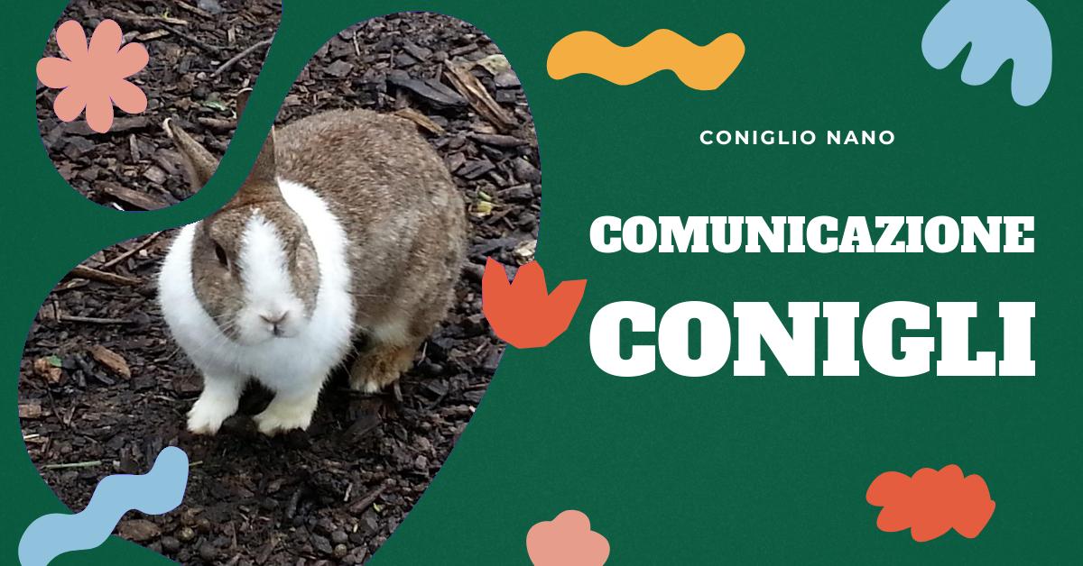 Scopri tutto sul verso dei conigli: le caratteristiche, come interpretarlo, i diversi tipi e il loro significato in diverse situazioni. Impara a riconoscere i suoni che il tuo coniglio domestico fa per capire meglio il suo comportamento.
