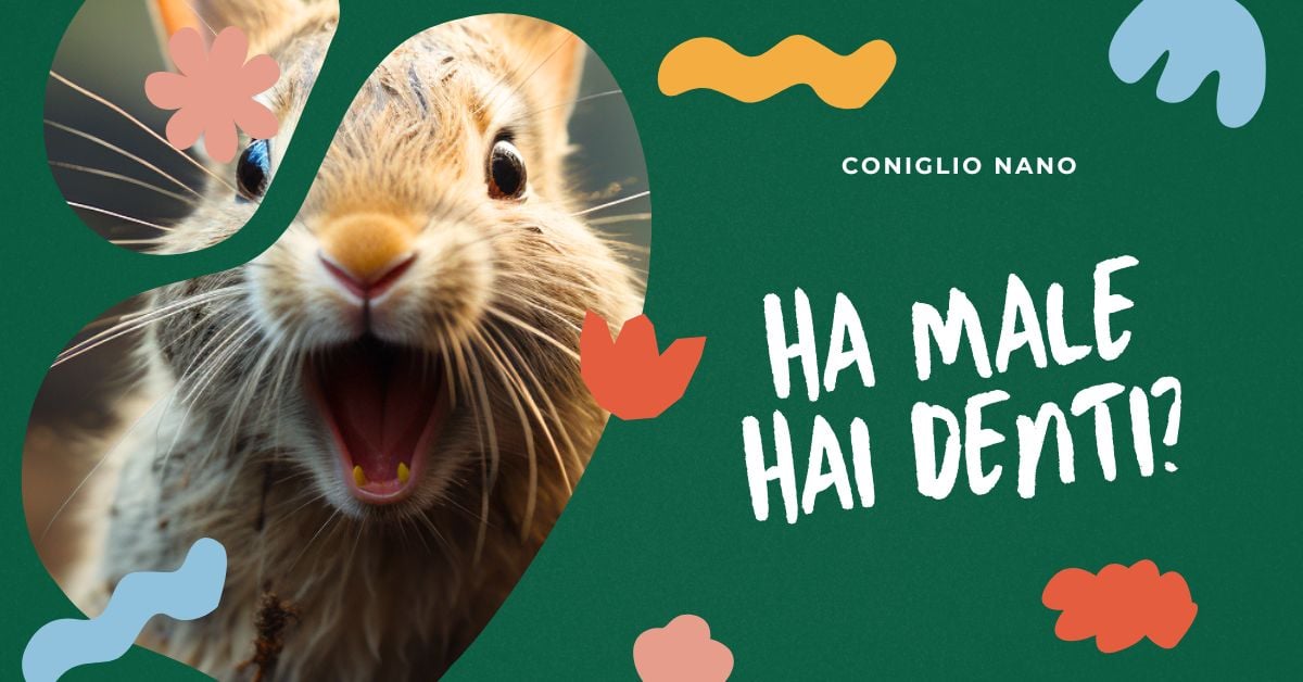 come-capire-se-il-coniglio-nano-ha-mal-di-denti