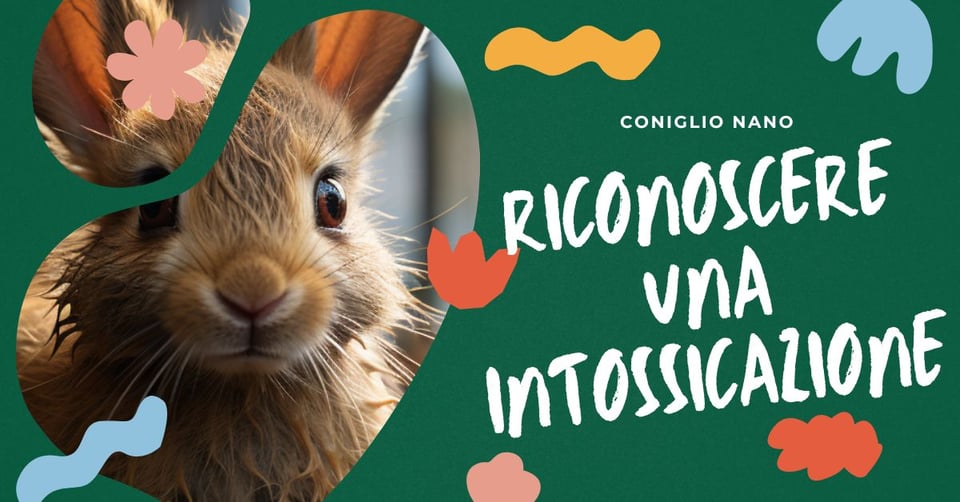 come-riconoscere-i-sintomi-di-intossicazione-nel-tuo-coniglio-nano