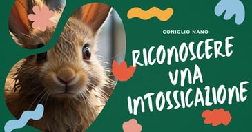 come-riconoscere-i-sintomi-di-intossicazione-nel-tuo-coniglio-nano
