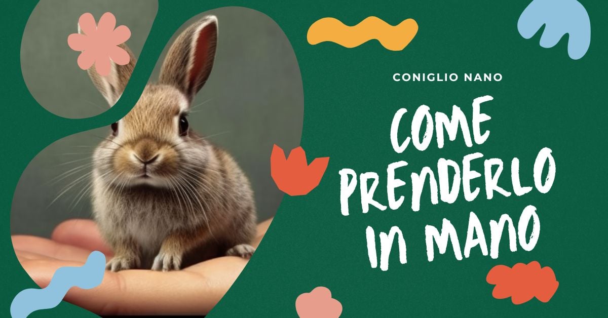 come-si-prendono-i-conigli-nani-in-mano