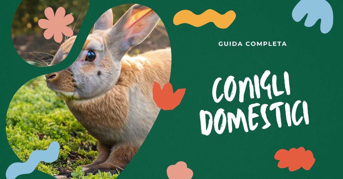 conigli-domestici-guida-completa