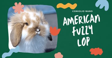 coniglio-nano-american-fuzzy-lop-tutto-quello-che-devi-sapere