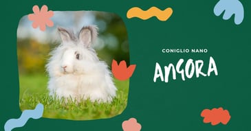 coniglio-nano-angora-tutto-quello-che-devi-sapere