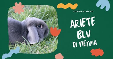 coniglio-nano-ariete-blu-di-vienna