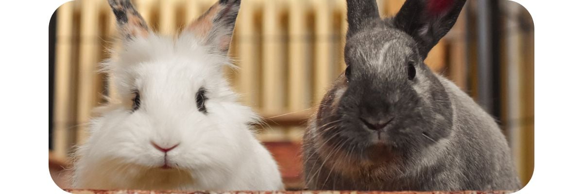 convivenza-conigli-coniglio-bianco-coniglio-nero-1