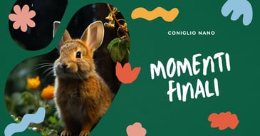 cosa-fanno-i-conigli-quando-stanno-per-morire