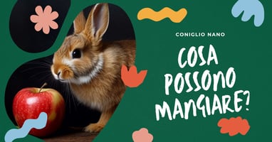 cosa-si-puo-dare-da-mangiare-ai-conigli-nani
