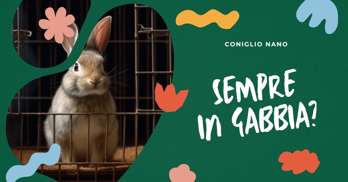 cosa-succede-se-il-coniglio-nano-sta-sempre-in-gabbia