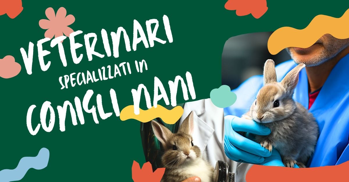 elenco-veterinari-specializzati-in-conigli-nani