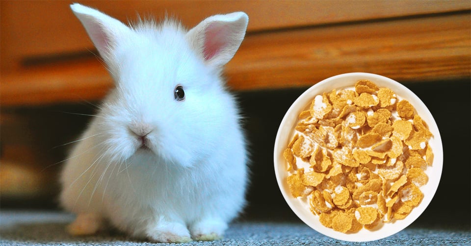 il-coniglio-nano-puo-mangiare-cereali-ricoperti-di-zucchero
