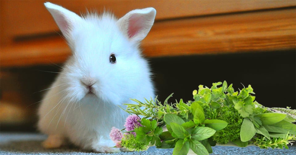 il-coniglio-nano-puo-mangiare-erbe-aromatiche