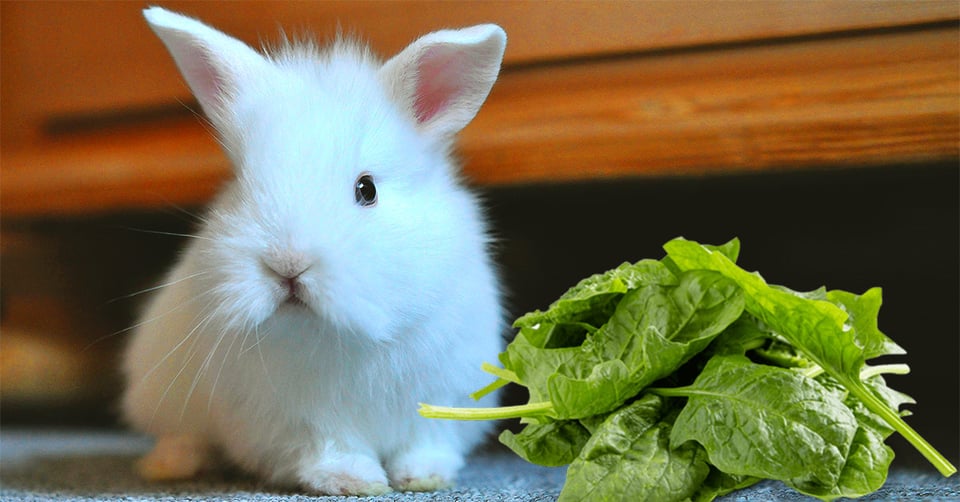 il-coniglio-nano-puo-mangiare-gli-spinaci