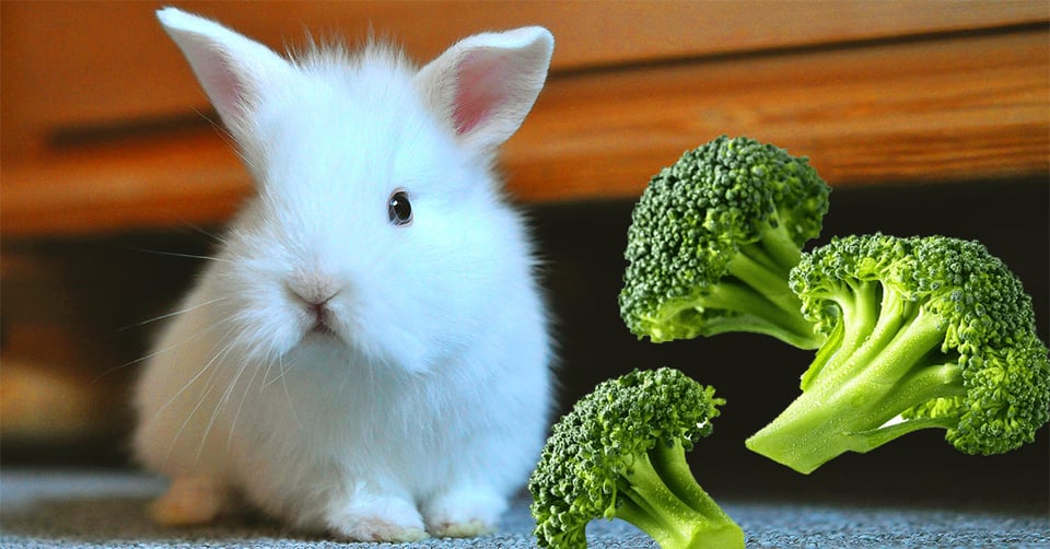 il-coniglio-nano-puo-mangiare-i-broccoli