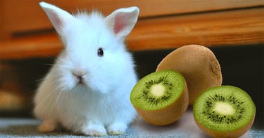 il-coniglio-nano-puo-mangiare-i-kiwi